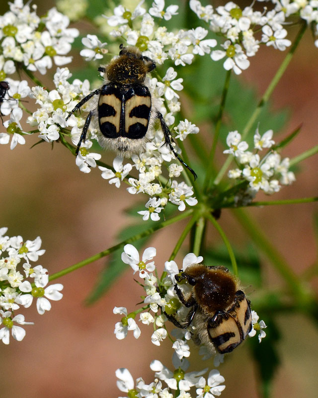 Trichius fasciatus